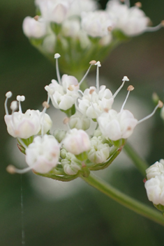 Cambridge Milk-parsley