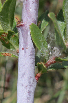 European Violet Willow