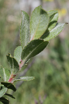 European Violet Willow