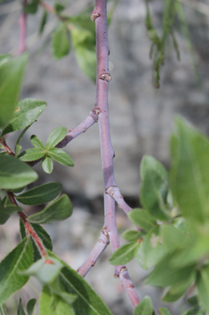 European Violet Willow