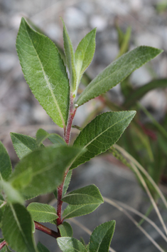 European Violet Willow