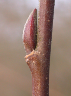 Hybrid Crack Willow