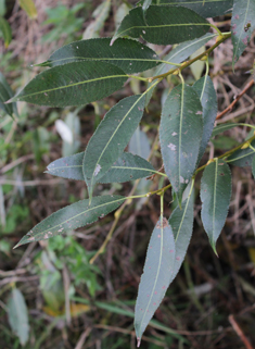 Broad-leaved Crack Willow