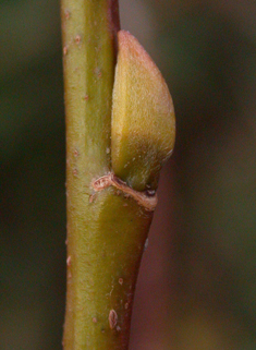 Broad-leaved Crack Willow