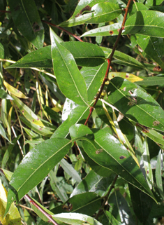 Shiny-leaved Willow
