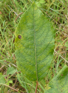 Reichardt's Willow