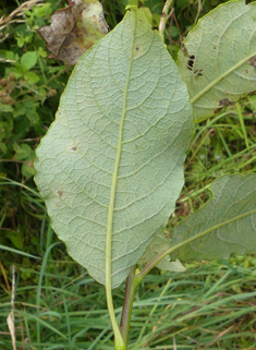 Reichardt's Willow