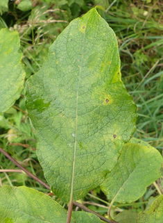 Reichardt's Willow