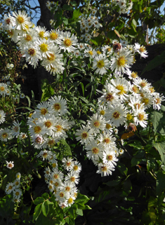 Common Michaelmas-daisy