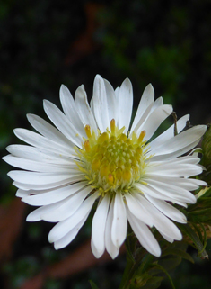Common Michaelmas-daisy