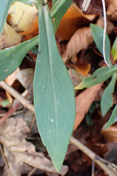 Late Michaelmas-daisy