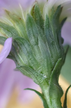 Late Michaelmas-daisy