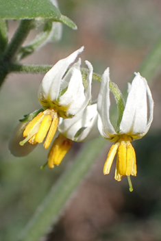 Tall Nightshade