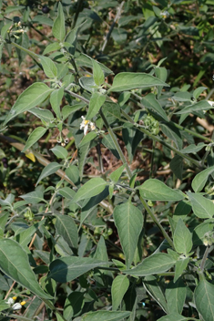 Tall Nightshade