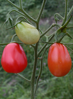 Common Tomato