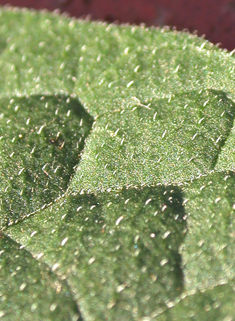 Black Nightshade