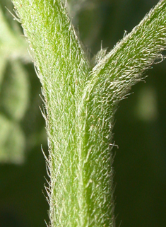 Black Nightshade