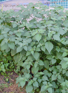 Black Nightshade