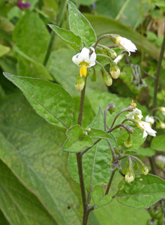 Black Nightshade