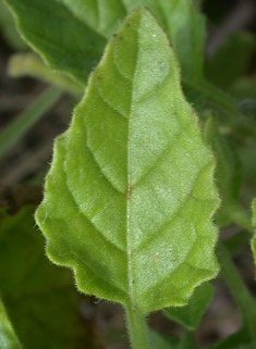 Leafy-fruited Nightshade