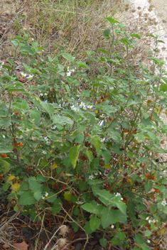 Red Nightshade