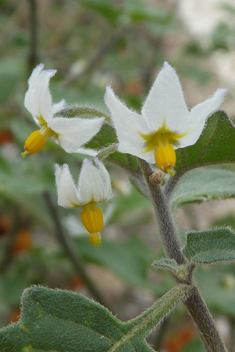 Red Nightshade