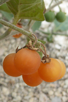 Red Nightshade