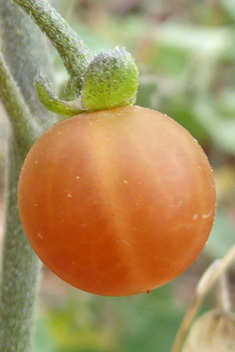 Red Nightshade