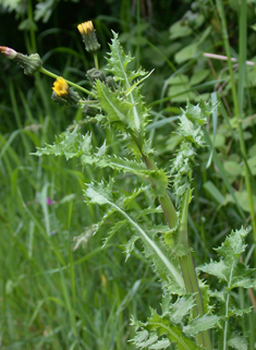 Prickly Sow-thistle
