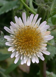 Smooth Sow-thistle