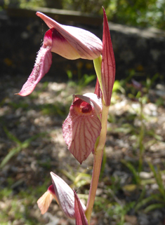 Common Tongue Orchid