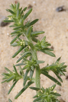 Prickly Saltwort