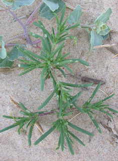 Prickly Saltwort