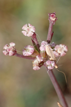 Corn Parsley