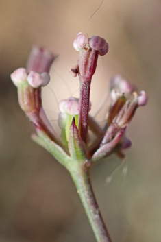 Corn Parsley