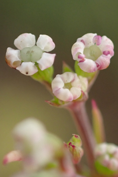 Corn Parsley