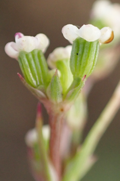 Corn Parsley