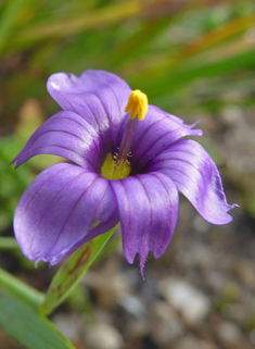 Bermudan Blue-eyed-grass