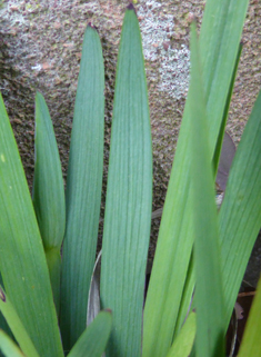 Californian Yellow-eyed-grass