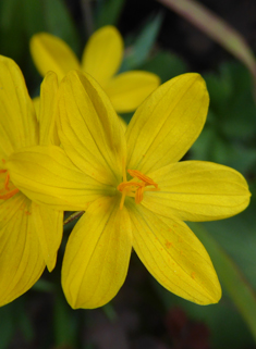 Californian Yellow-eyed-grass