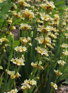 Pale Yellow-eyed-grass