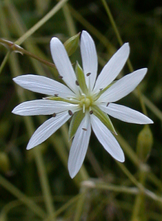 Lesser Stitchwort