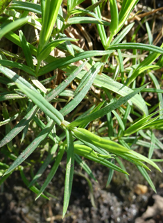 Greater Stitchwort