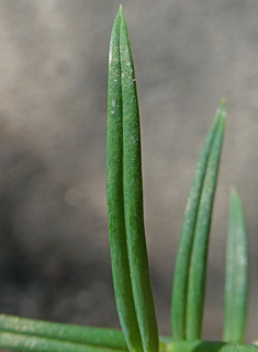 Greater Stitchwort