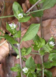 Common Chickweed