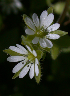 Common Chickweed