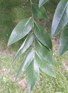 Japanese Pagoda Tree