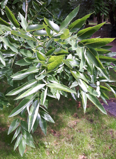 Japanese Pagoda Tree