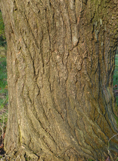 Japanese Pagoda Tree