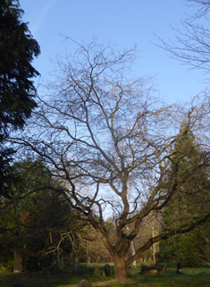 Japanese Pagoda Tree